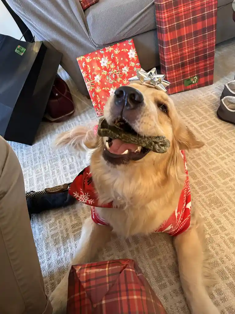 A golden retriever wearing a red holiday-themed bandana and a silver bow on its head sits on a carpeted floor surrounded by…