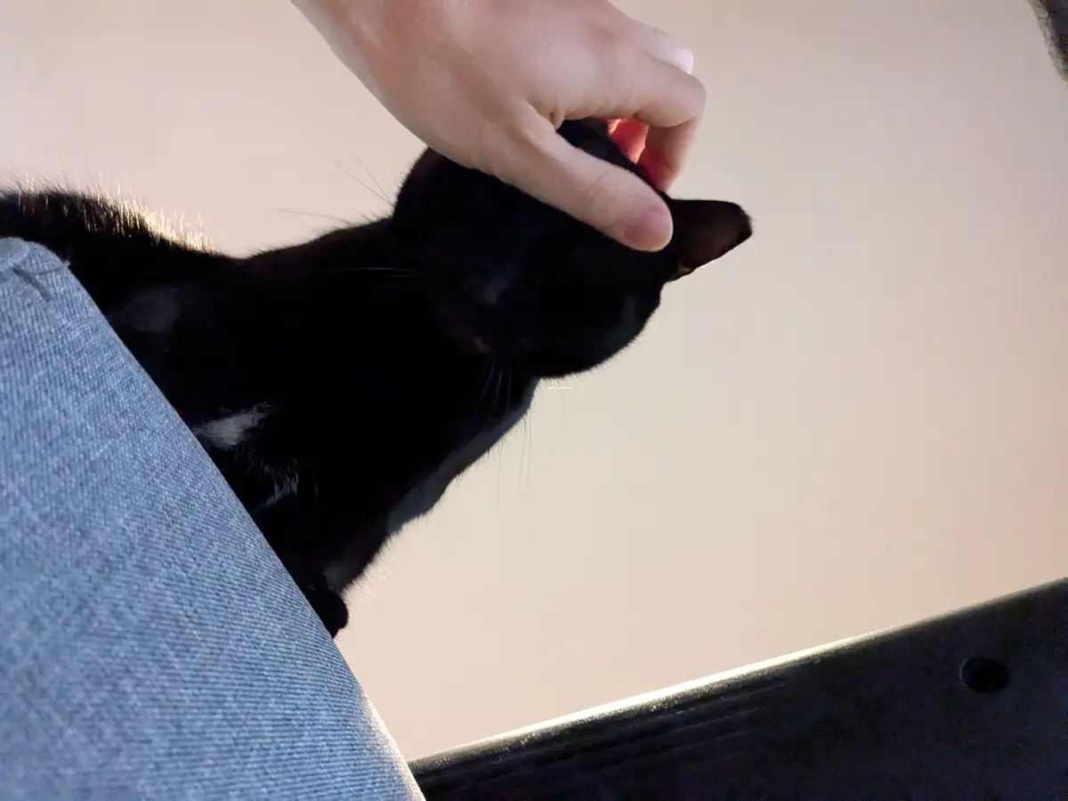 A close-up photo shows a person's hand gently petting the head of a black cat that is resting on their lap, which is covered…