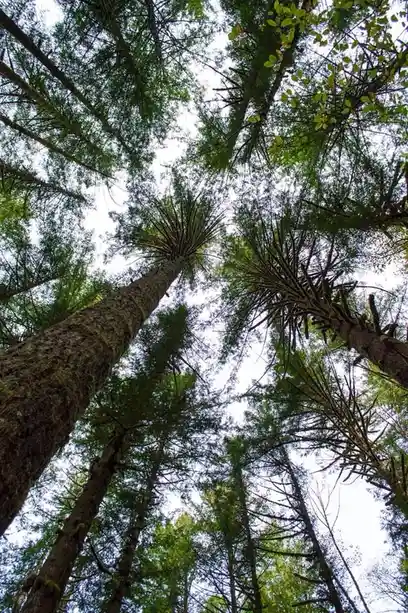 A low-angle photograph looking up through a dense forest canopy, showing tall trees with mossy trunks and green foliage…