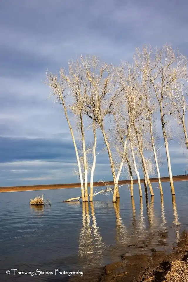 A serene photograph shows several bare, white-barked trees standing in calm water under a cloudy sky, their reflections…