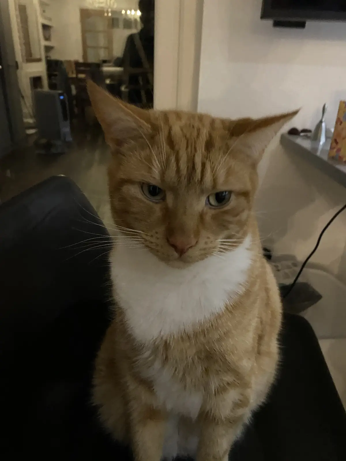 An orange tabby cat with a white chest sits on a black couch, staring intently at the camera with a displeased, unimpressed…