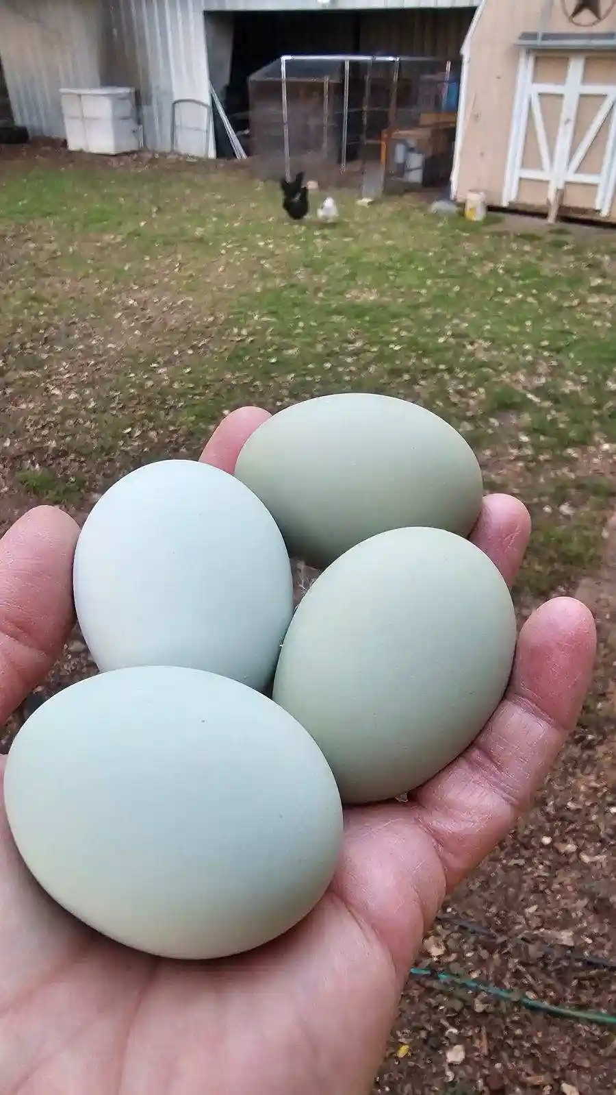 A person's hand holds four large, pale greenish-blue eggs outdoors in a backyard with a barn and chickens visible in the…