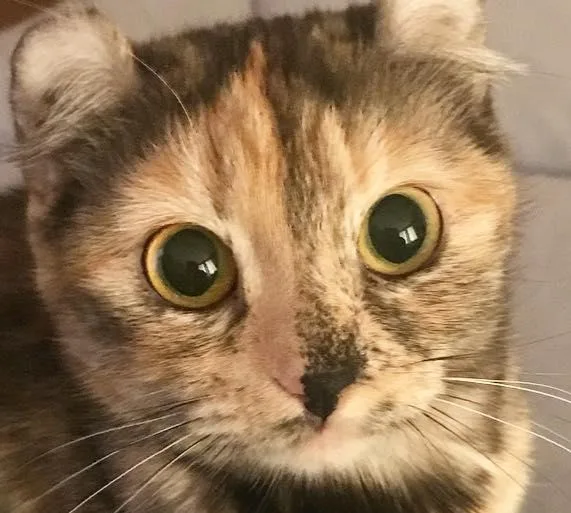A close-up photo of a tabby cat with wide, round green eyes and a slightly asymmetrical face, looking directly at the…