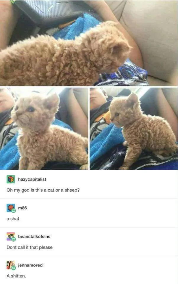A collage of three photos shows a very curly-haired, light brown kitten sitting on a blue blanket on a couch. The kitten's…