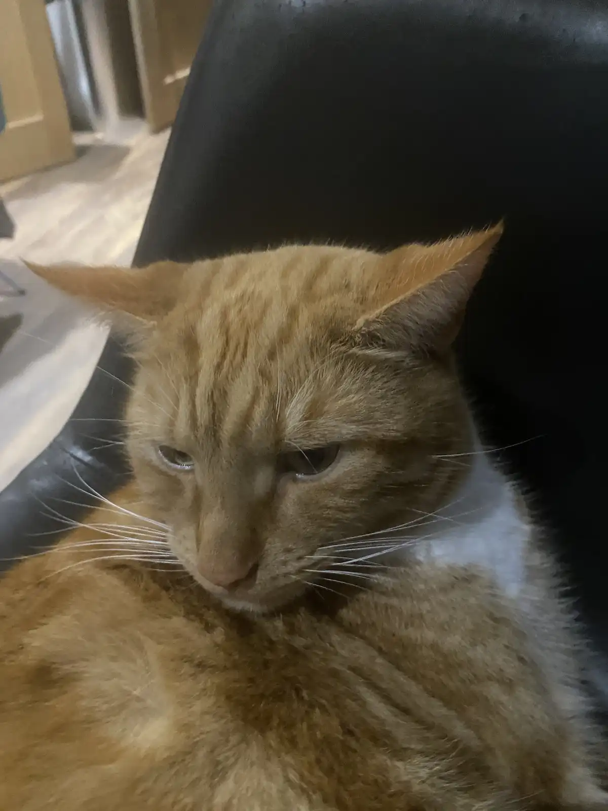 A close-up photo of an orange tabby cat with white markings, resting on a black chair, looking down with half-closed eyes…
