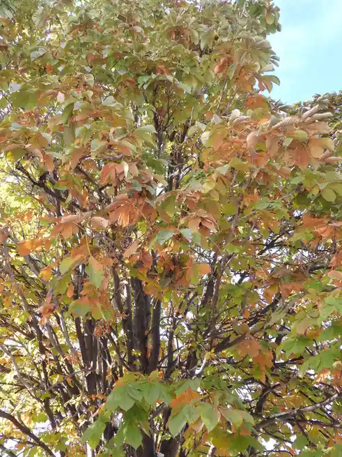 A tree with leaves transitioning from green to orange-brown under a pale blue sky, overlaid with the text 'i'm not a tree…