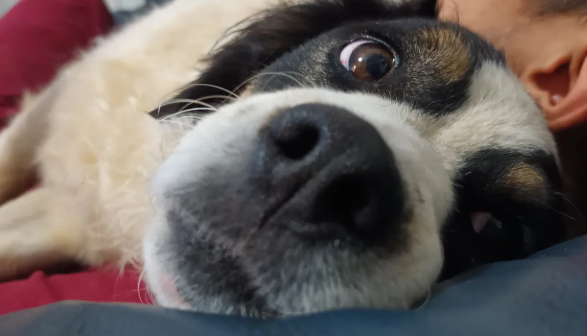 A close-up photo shows a black, white, and tan dog lying on its back with one wide, startled-looking eye visible and the…