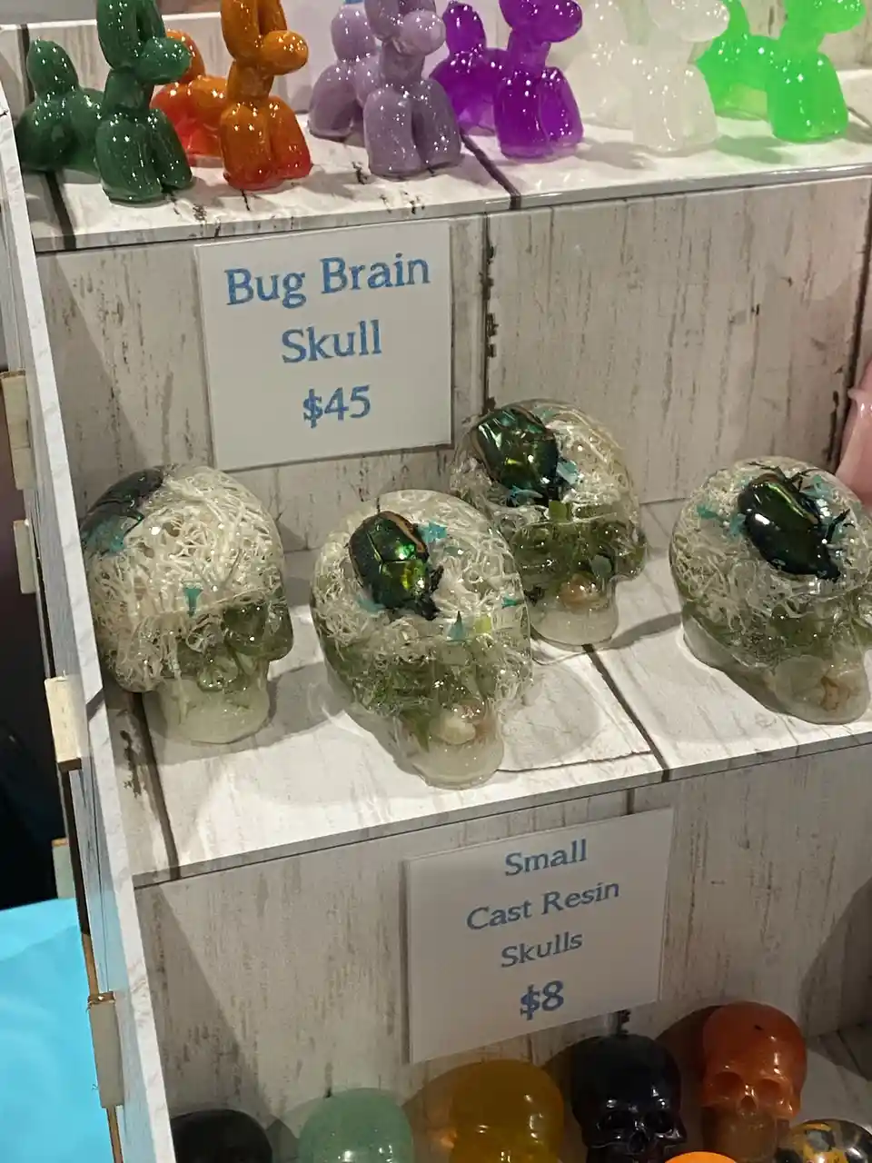 A store shelf displays resin skulls with iridescent beetles embedded inside, labeled 'Bug Brain Skull $45'. Above them are…