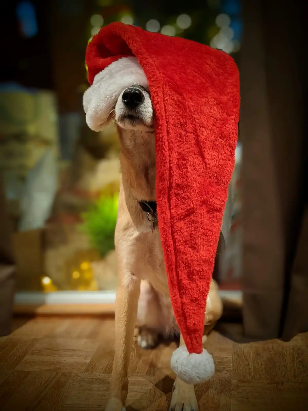 A light brown dog sits on a wooden floor, wearing a large red Santa hat that obscures most of its face, leaving only its…