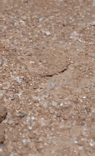 A three-panel image shows a blue spider emerging from a hole in sandy ground, progressively revealing more of its body as it…