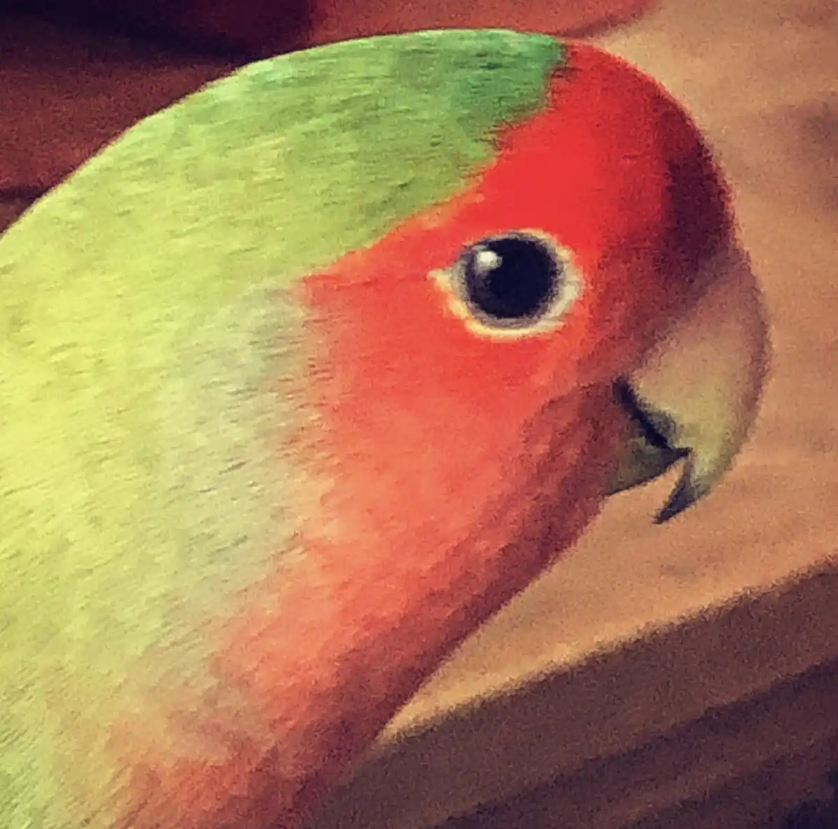 A close-up of a colorful parrot with green feathers on its back and red feathers on its head, looking directly at the viewer…
