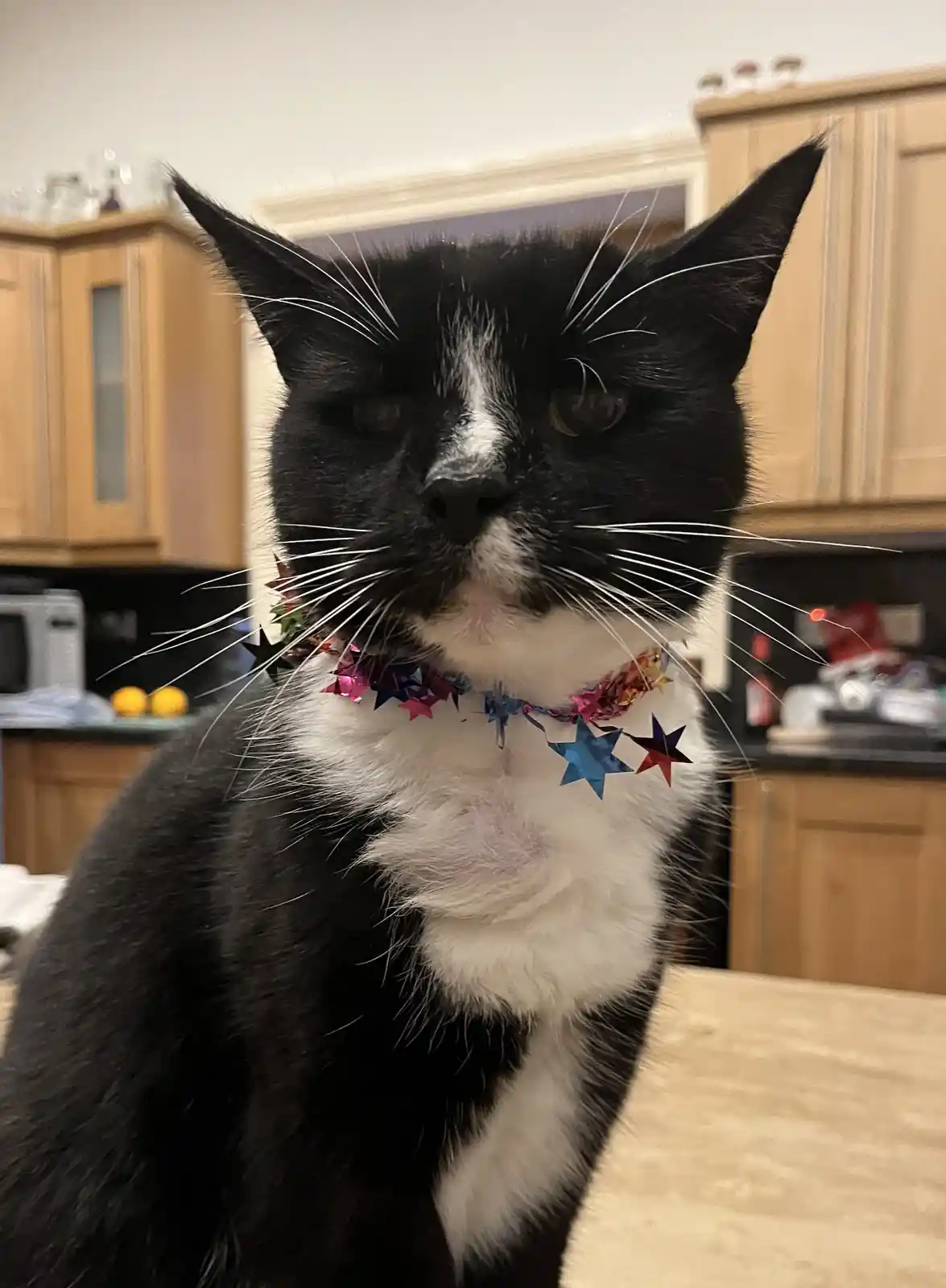 A black and white cat with a stern, unimpressed expression sits on a kitchen counter wearing a colorful, star-shaped party…