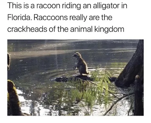 A raccoon is perched on the back of an alligator floating in murky water, surrounded by reeds and tree trunks. The overlaid…