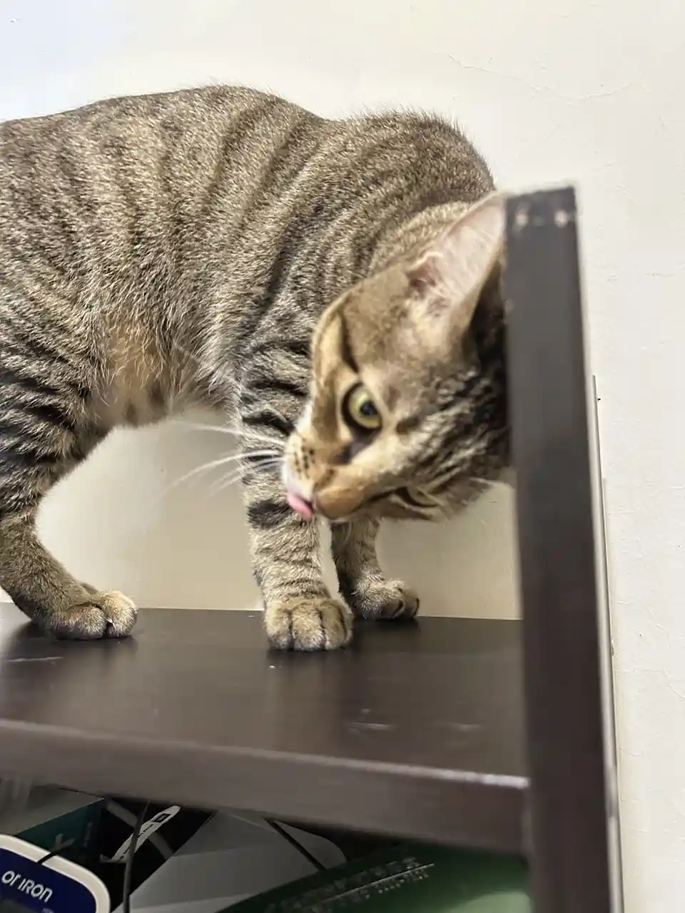 A tabby cat stands on a dark shelf, leaning forward with its head down and tongue extended, appearing to lick its nose. The…