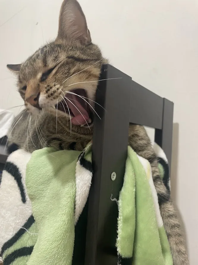 A tabby cat is yawning widely with its mouth open, revealing its tongue and teeth, while wrapped in a green and white…