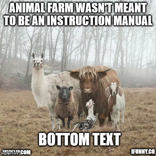 A group of five farm animals — a llama, a sheep, a Highland cow, a goat, and a chicken — stand together in a foggy, wooded…
