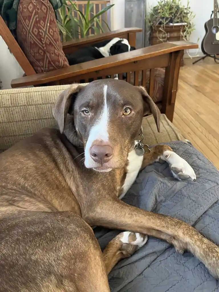 A brown and white dog with a white stripe down its face lies relaxed on a gray blanket on a couch, looking directly at the…
