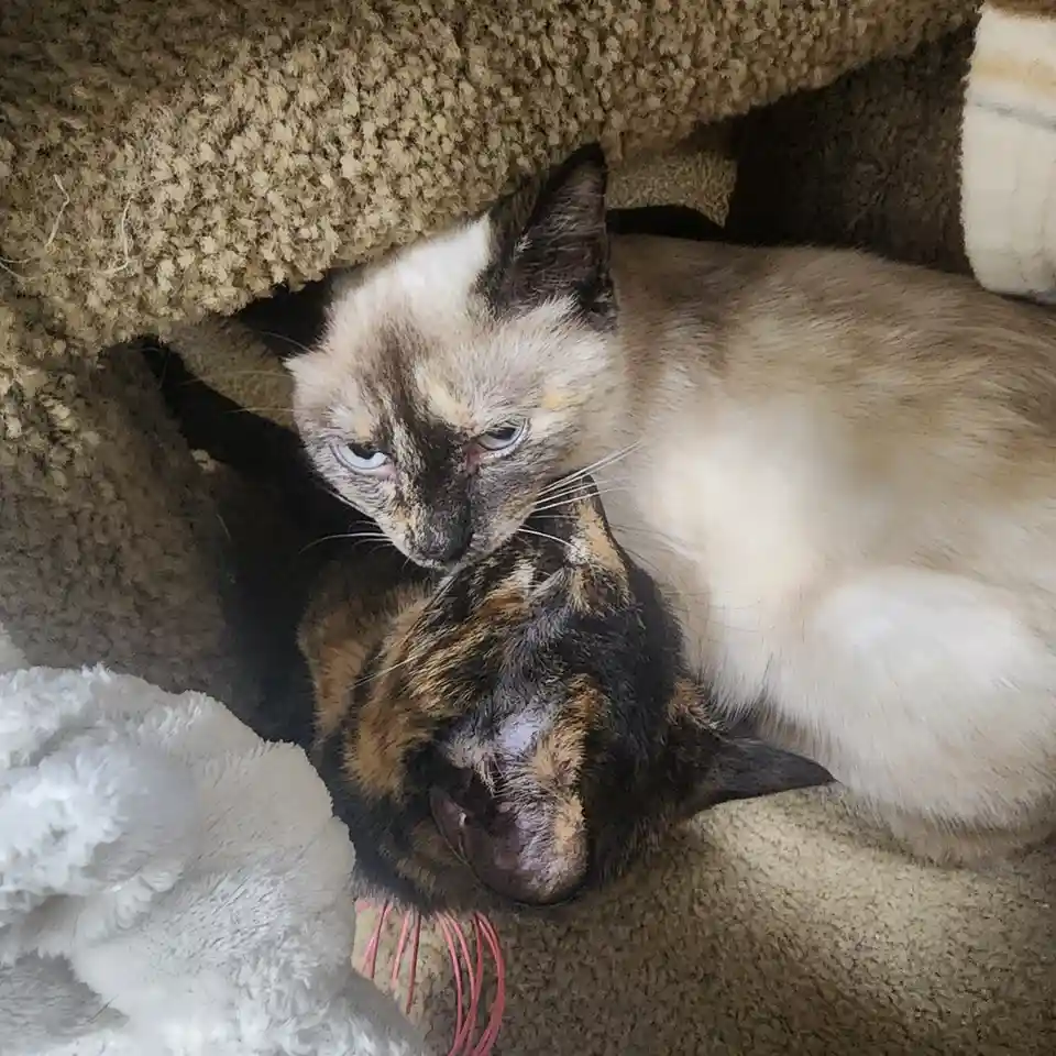 A siamese cat with blue eyes and a cream-and-dark coat looks down with a displeased expression at a tortoiseshell cat lying…