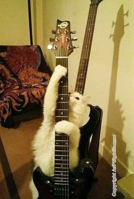 A fluffy white cat is perched on the body of a black electric guitar, stretching its front paws up the neck as if playing…