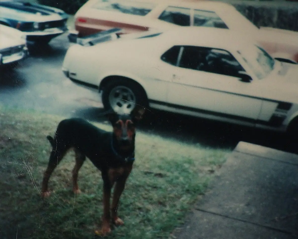 A vintage photo shows a small black and tan dog standing on grass in front of a white classic muscle car. The dog is looking…