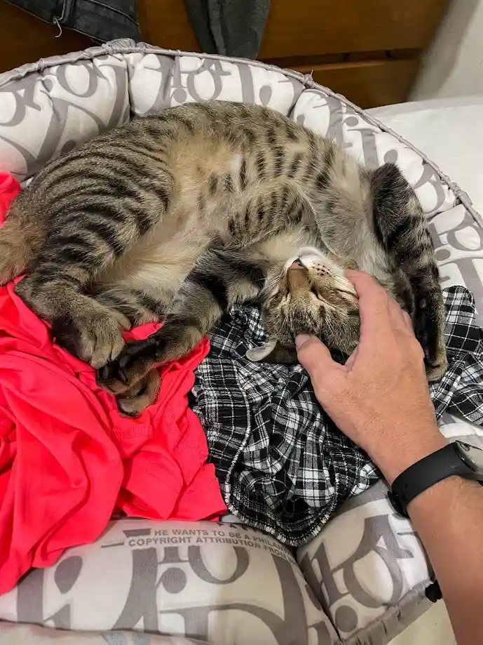 Just a Cat Being Adorable