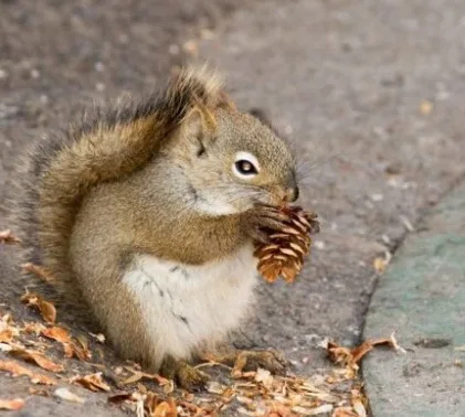 a small brown squirrel with a bushy tail sits on pavement holding a pinecone in its mouth, surrounded by dry leaves. The…
