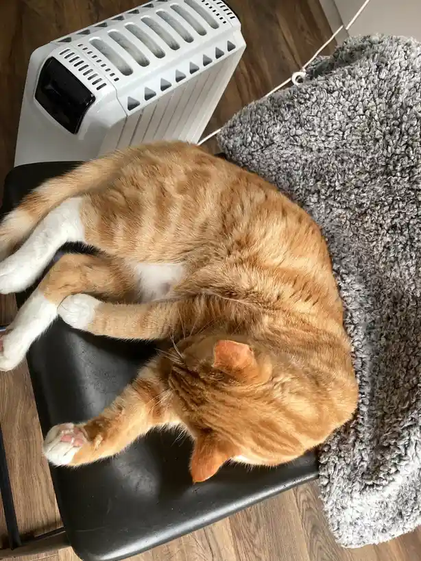 An orange tabby cat with white paws is curled up and sleeping soundly on a black chair next to a grey fluffy blanket and a…