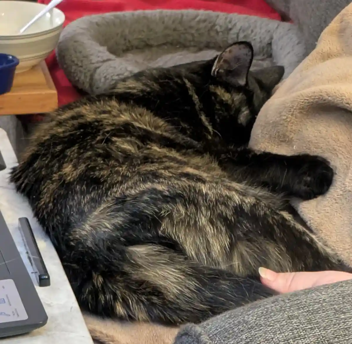A tortoiseshell cat is curled up and sleeping soundly on a person's lap, nestled against a beige blanket. A human hand is…