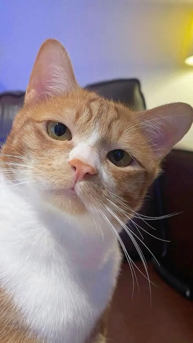 A close-up photo of an orange and white cat with a slightly tilted head and a calm, unimpressed expression, looking directly…
