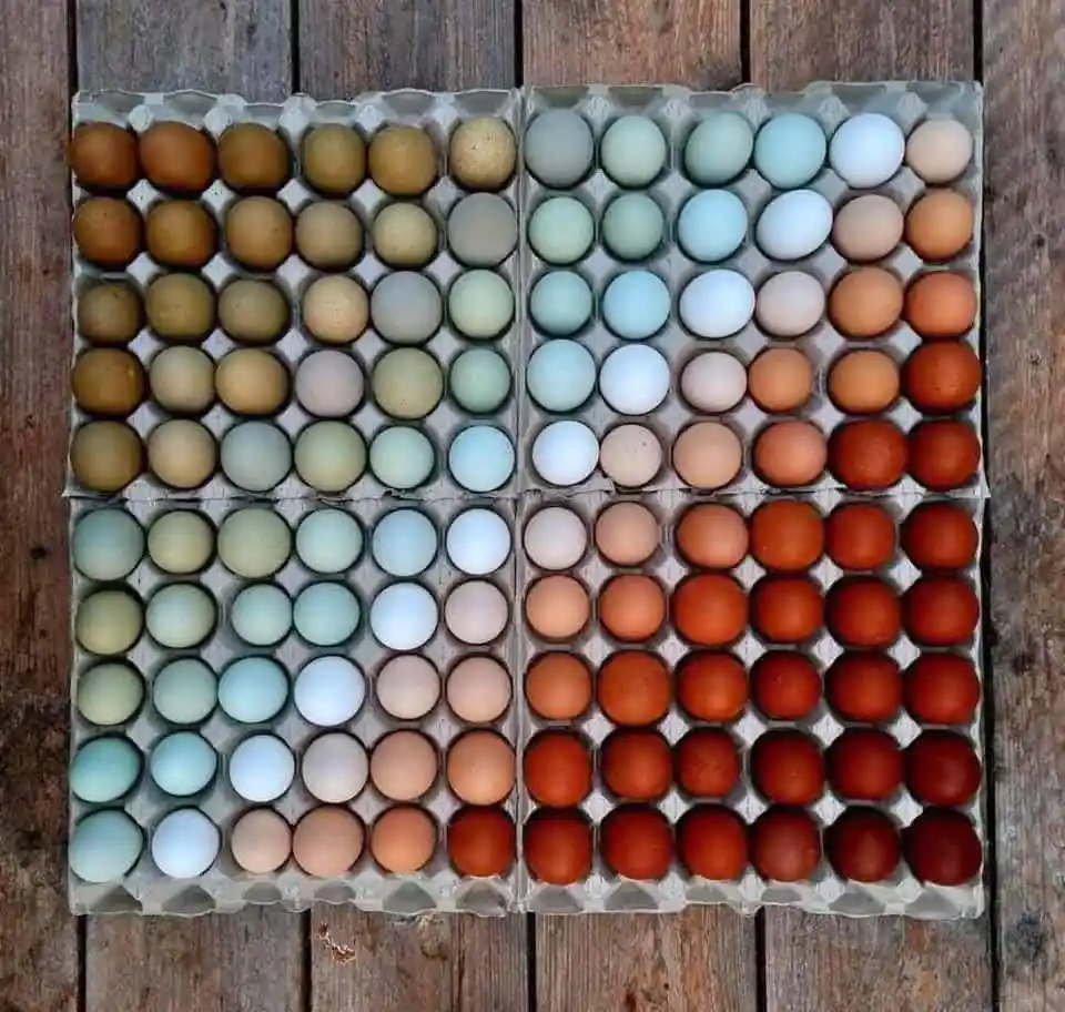 four egg cartons arranged in a grid on a wooden surface, each containing eggs of varying colors ranging from brown to blue…