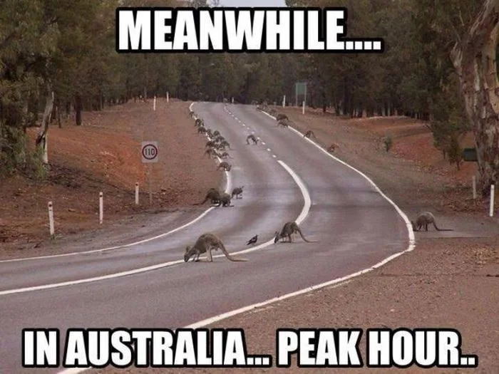 A winding road in a wooded, arid area is filled with numerous kangaroos crossing the asphalt in various directions, some…