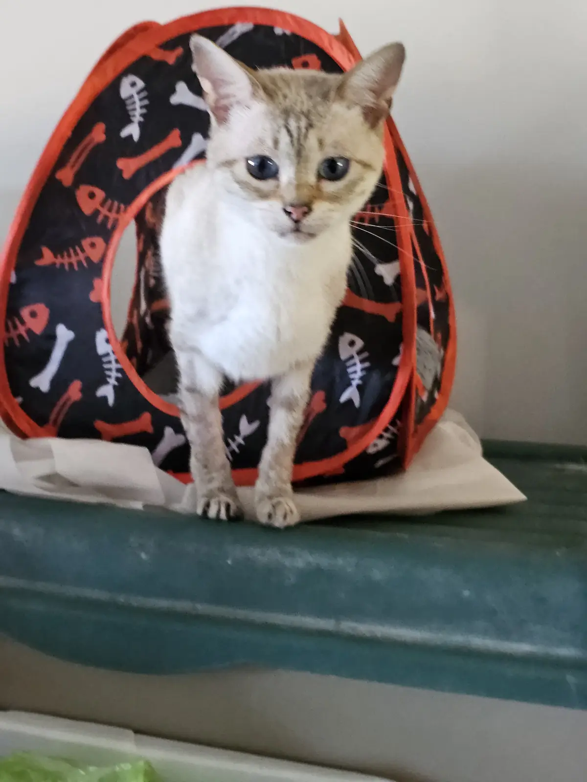 A light-colored cat with blue eyes stands in the opening of a black and orange collapsible tunnel decorated with fish and…