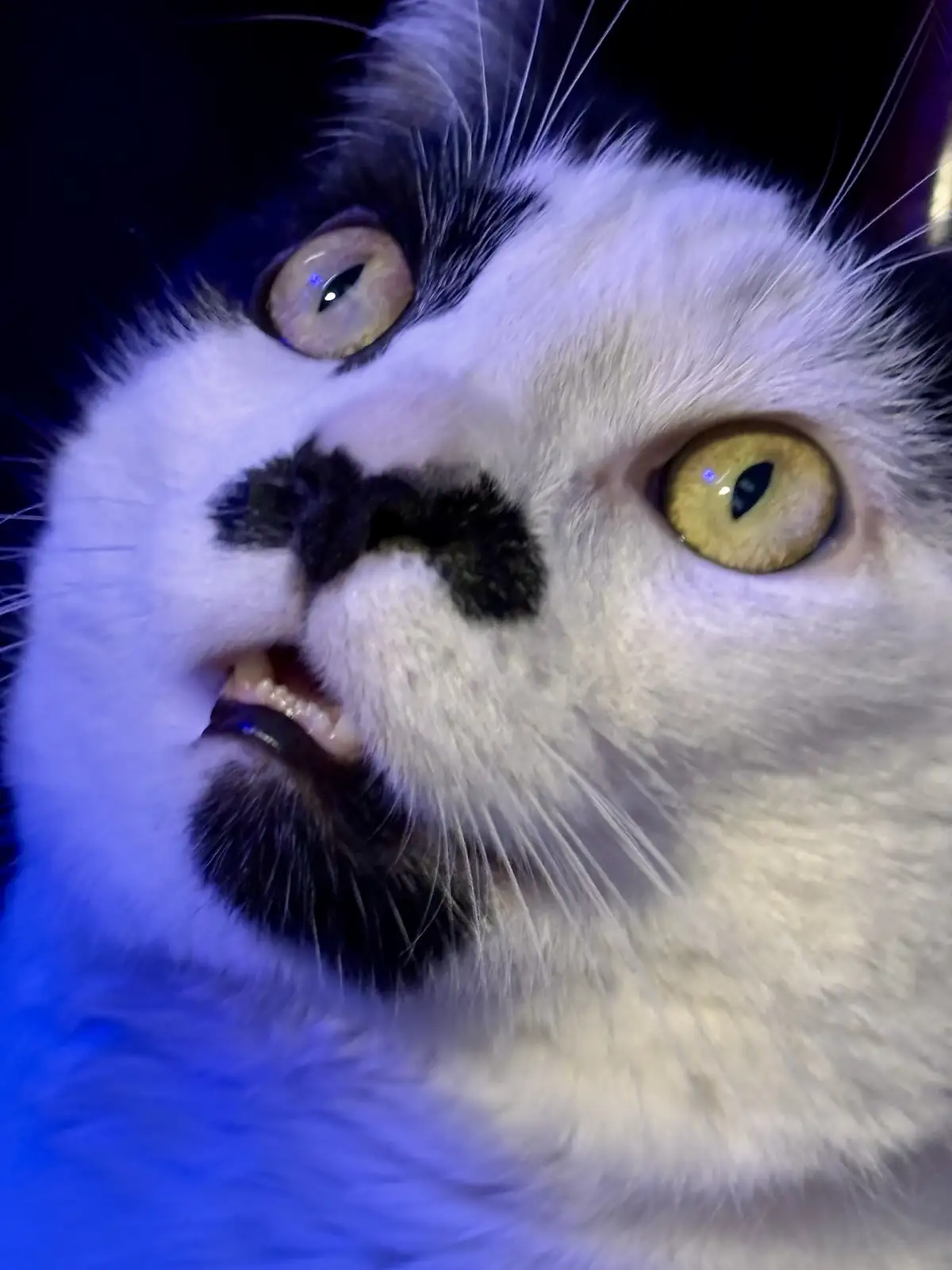 A close-up photo of a white and black cat with wide, yellow eyes and a slightly open mouth showing teeth, under blue…