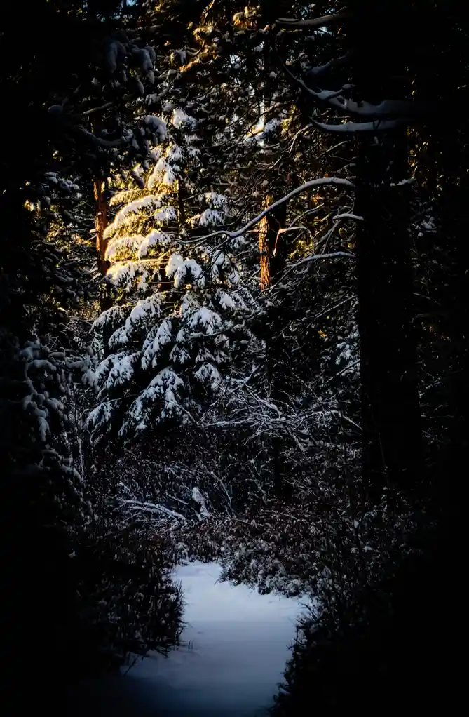 A snowy forest path winds through dark trees, with a single pine tree in the center illuminated by golden sunlight filtering…