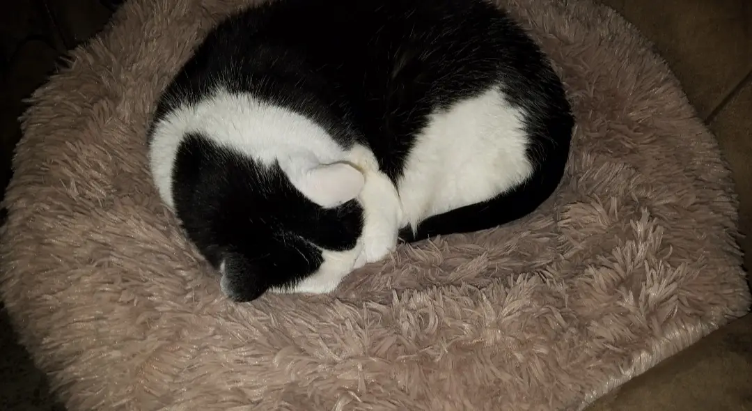 A black and white cat is curled up tightly in a fluffy, brown pet bed, appearing to be sleeping. The cat's body is wrapped…