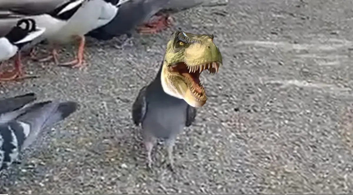 A pigeon stands on a gravel surface with other birds nearby, but its head has been digitally replaced with a roaring t-rex…