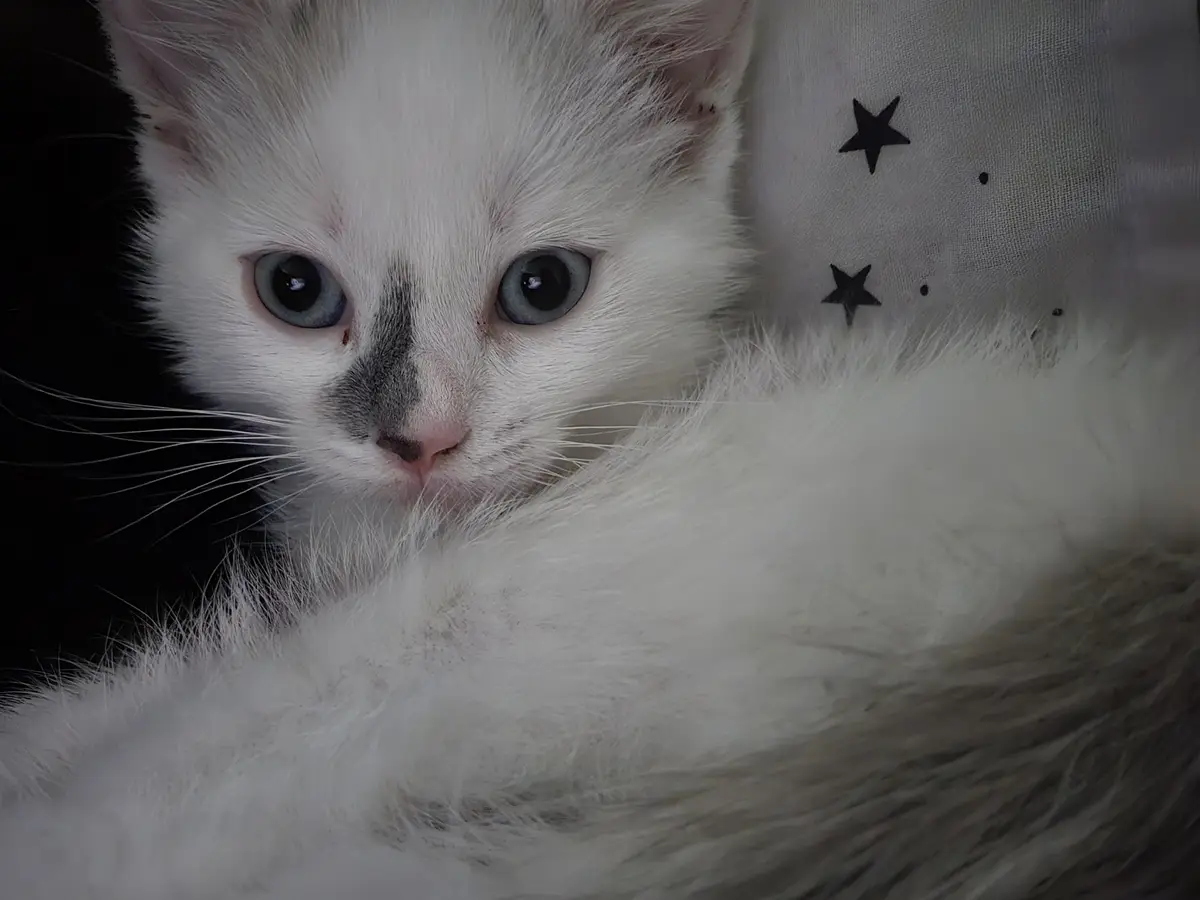 A tiny cat being adorably small