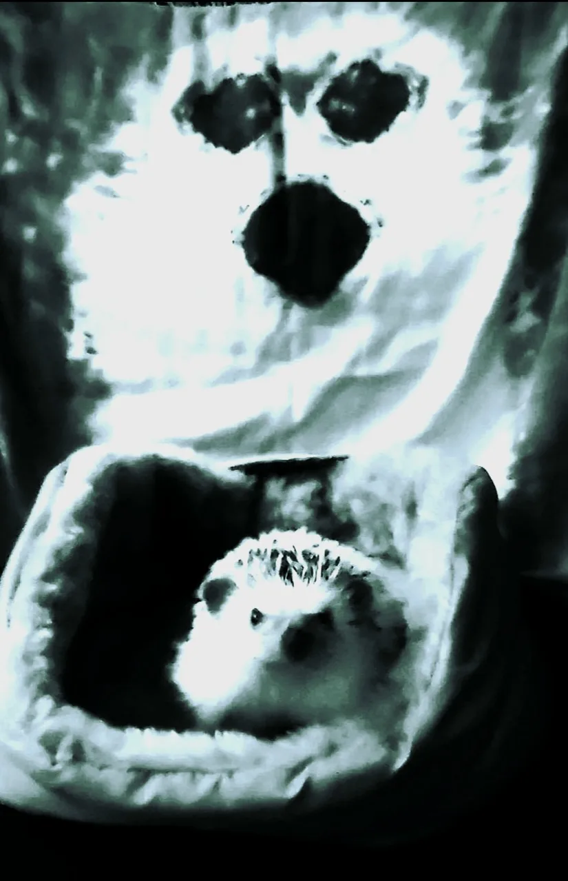 A grainy, black-and-white image shows a large, ghostly face with a wide-open mouth, inside which a small hedgehog is…