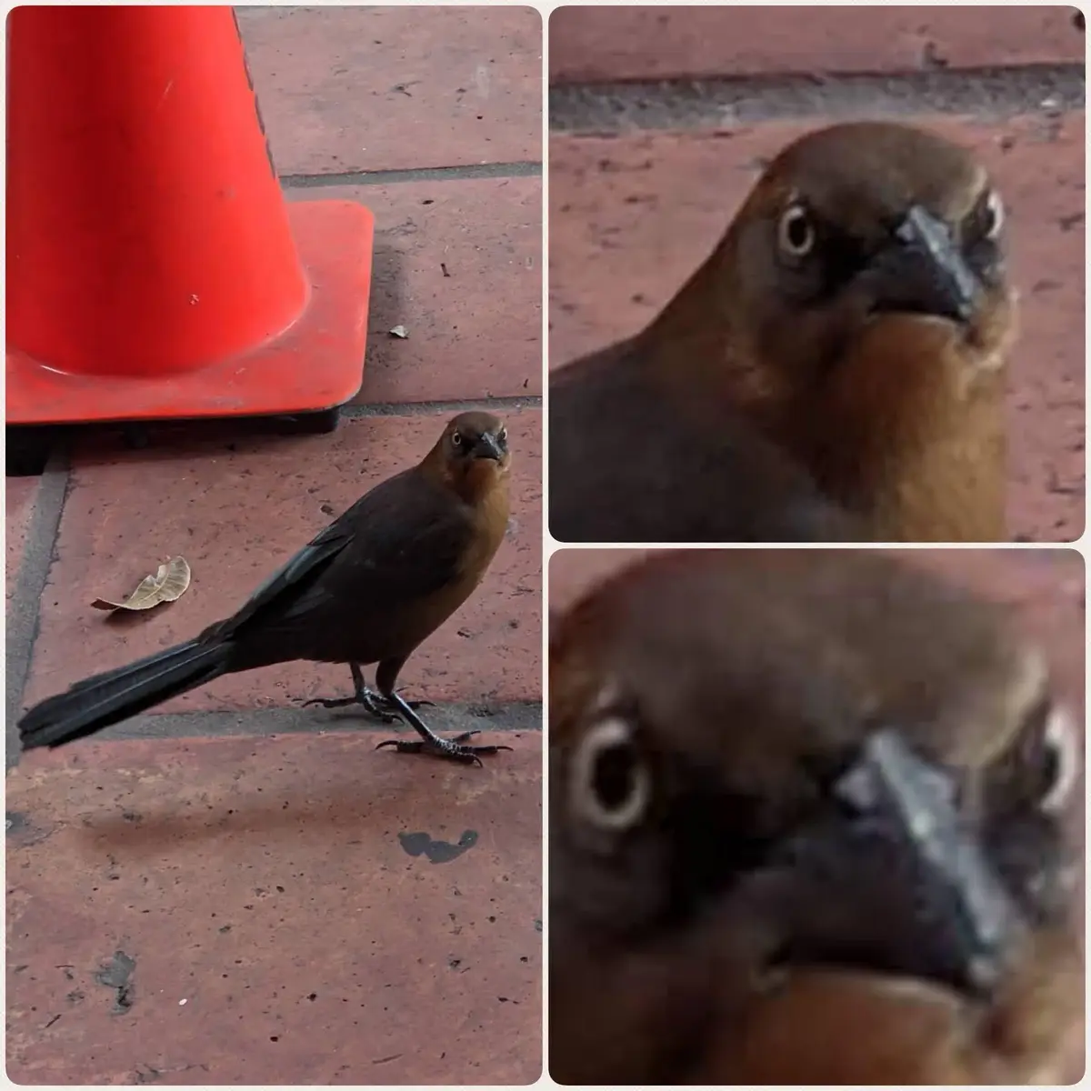 A collage of three photos shows a brown bird on a red brick sidewalk next to an orange traffic cone. The bird looks directly…