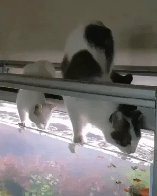 A thrilling adventure: Mission Impossible.