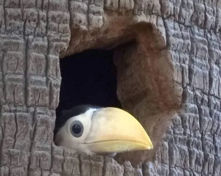 A large bird with a bright yellow beak and black-and-white head peeks out from a dark hole in a rough, textured tree trunk…