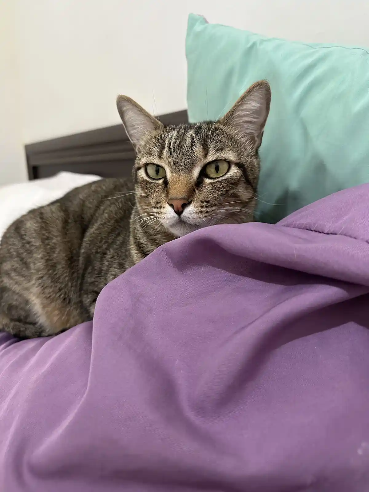 Just a Cat Being a Cat