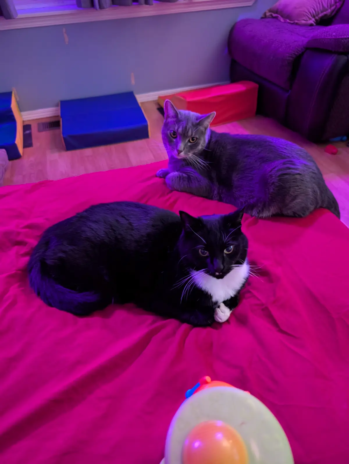 Two cats, one black and white and one gray, lie on a bright pink bed under purple lighting, both staring intently at the…