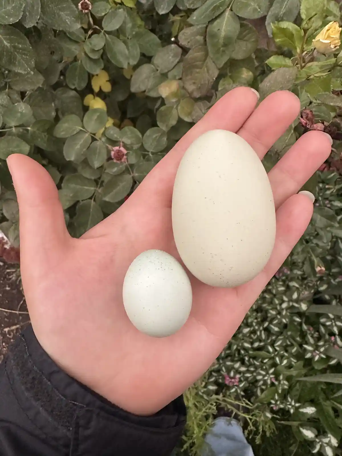 A person's open palm holds two eggs of vastly different sizes: a large, pale greenish-white duck egg and a much smaller…