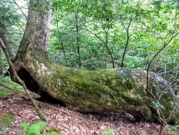A large, moss-covered fallen tree trunk lies diagonally across a forest floor covered in brown leaves and ferns, with green…
