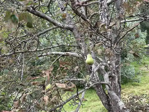 A close-up photo of a single green pear hanging from a gnarled, leaf-sparse tree branch, with the overlaid text 'i'm not…