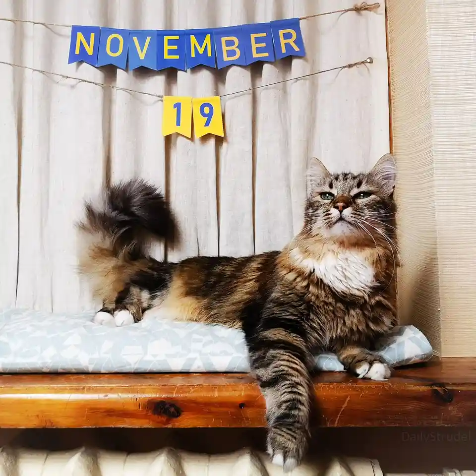 Mark Your Calendars: November 19