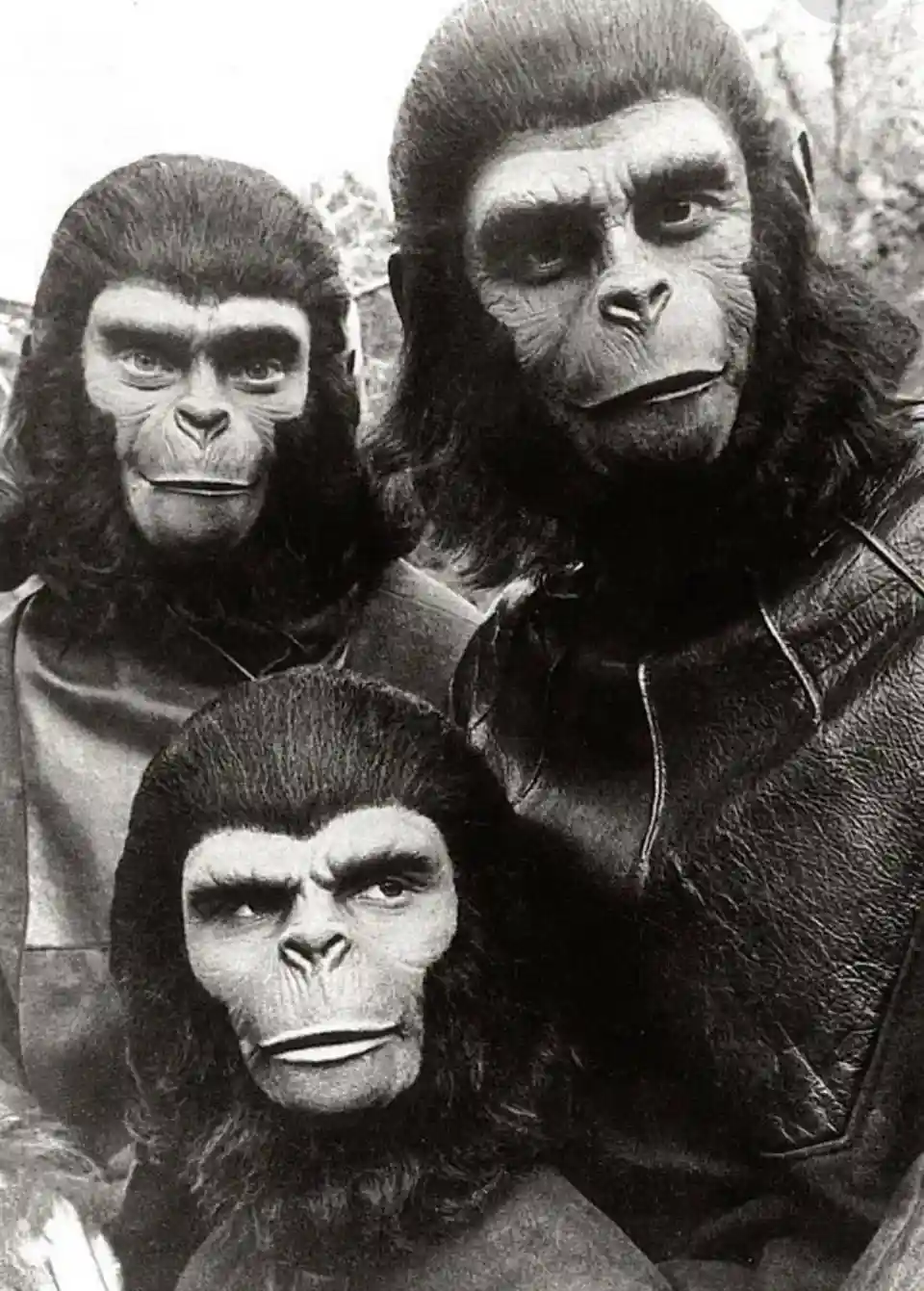 A black-and-white photo shows three actors in full ape costumes from the Planet of the Apes franchise, all wearing serious…