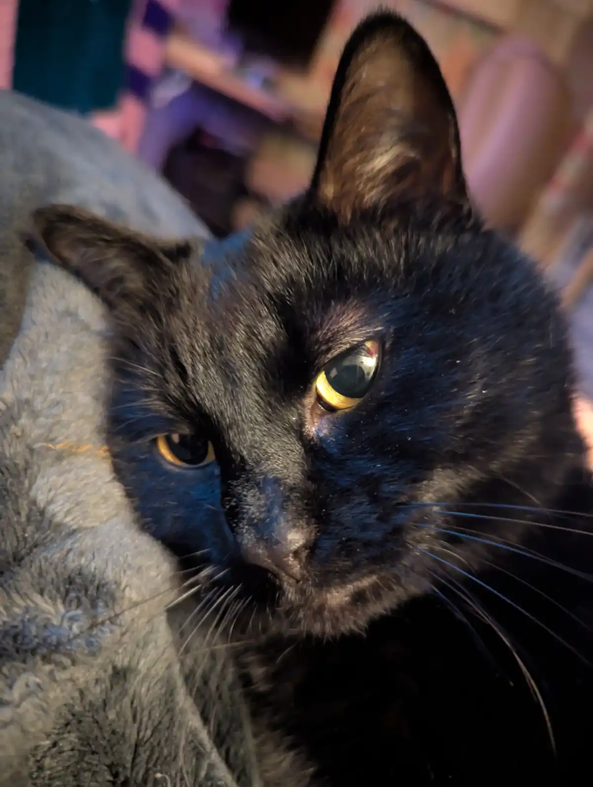Meet the legendary Monster, Mimi!