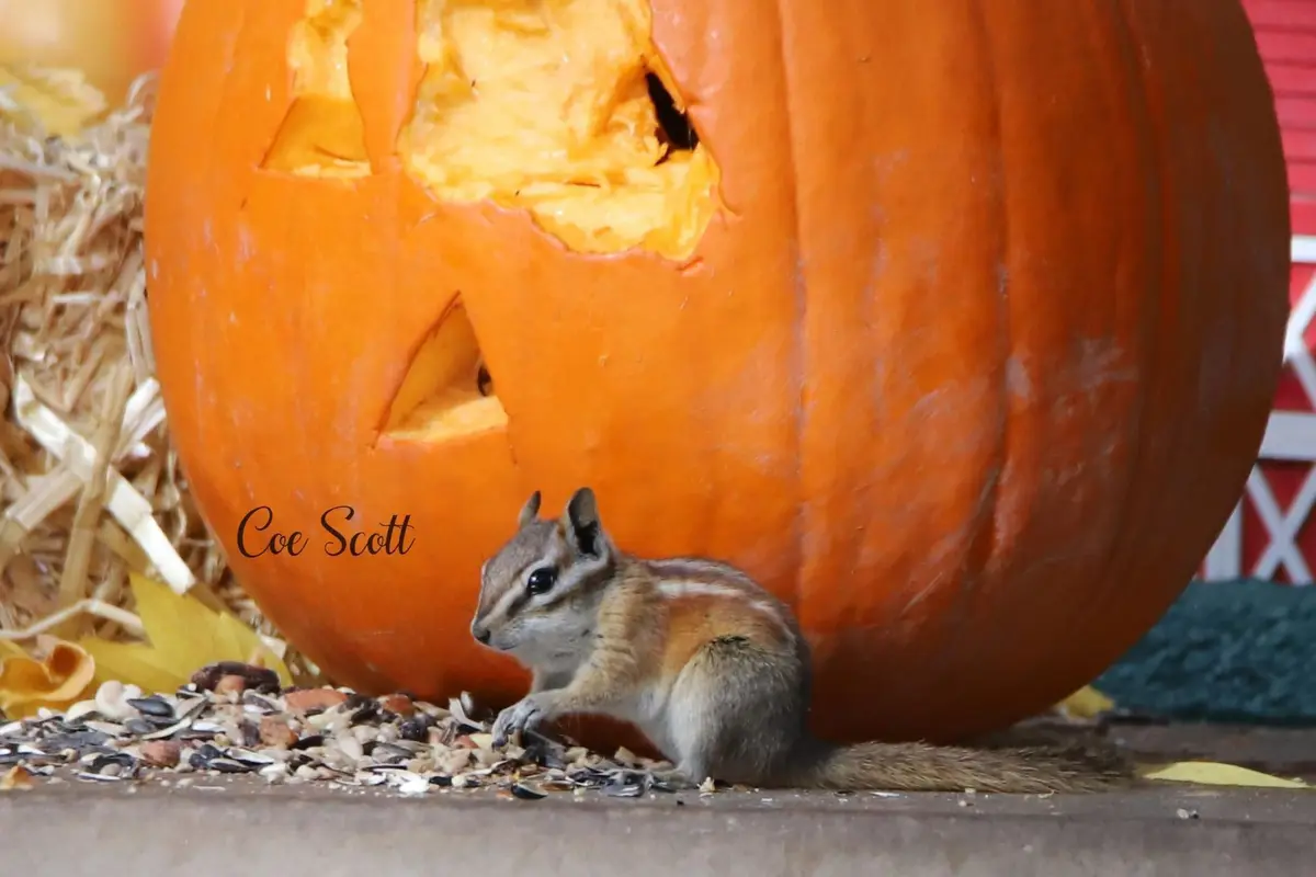 A small chipmunk sits on a wooden surface surrounded by scattered birdseed, positioned in front of a large, carved Halloween…